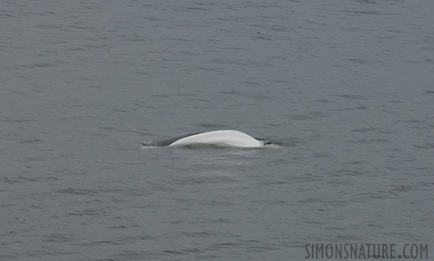 Delphinapterus leucas [400 mm, 1/1000 Sek. bei f / 8.0, ISO 1600]